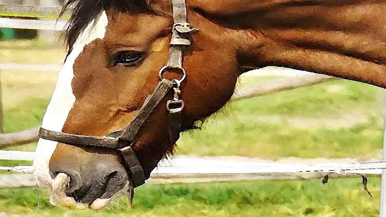 Pferde Laufen In Linienbus Bei Hilders – Ein Tier Verletzt – Rhönkanal ...