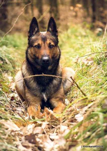Facebook Hund Vermisst Facebook Hund Vermisst