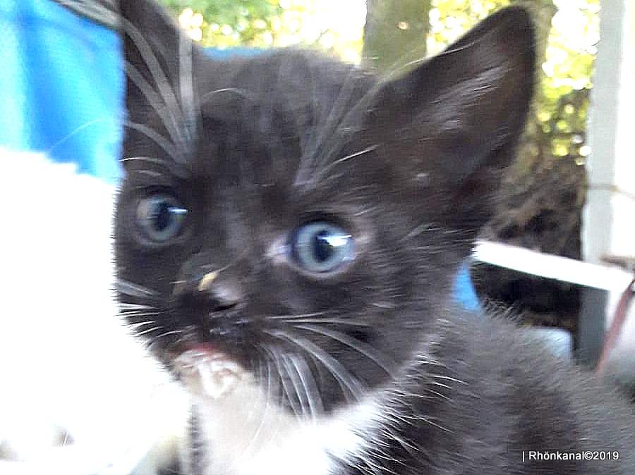 Flauschig Schone Katzenbabys Aus Bad Salzungen Suchen Zu Hause Rhonkanal Schafe Videos Online