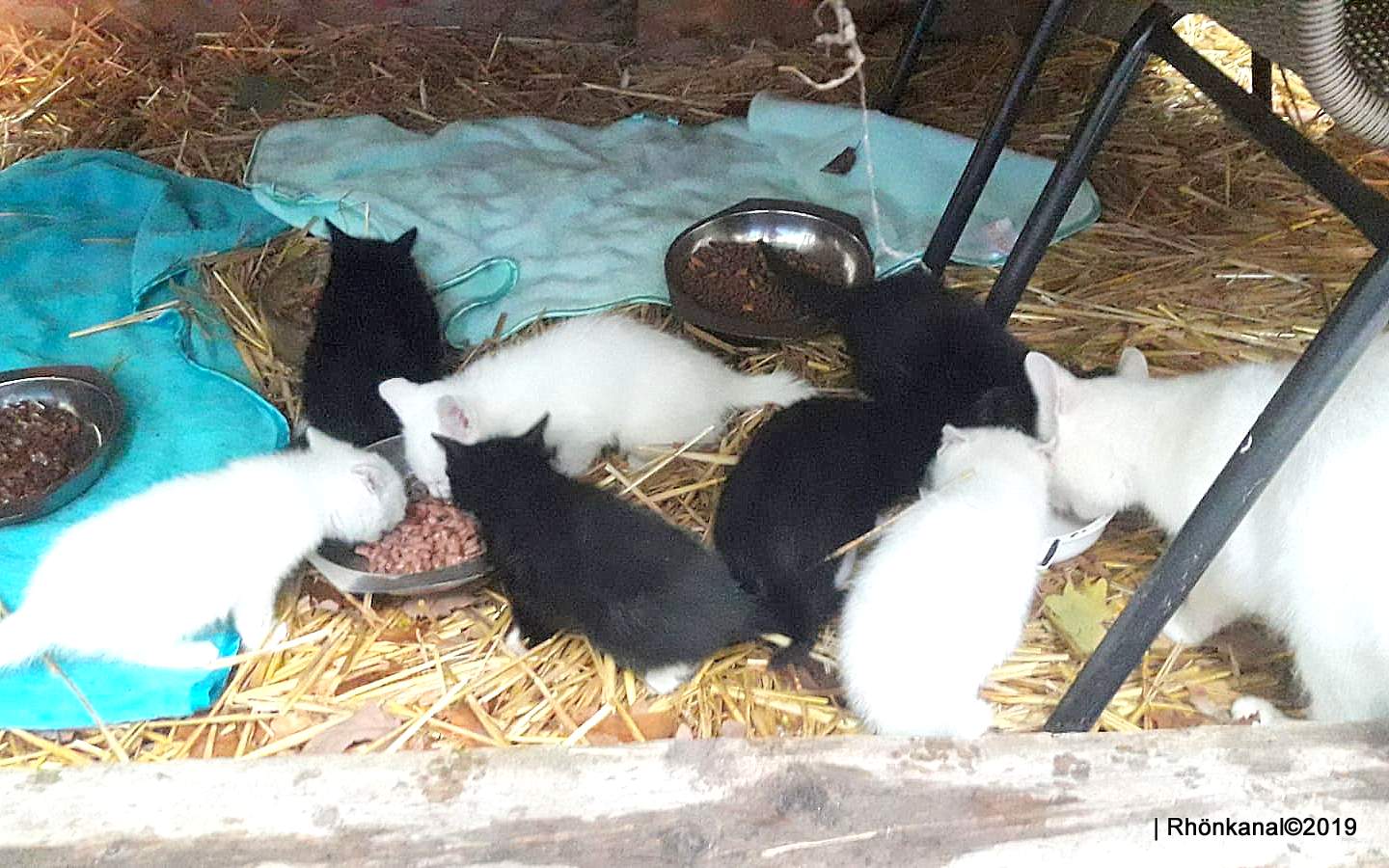 Flauschig Schone Katzenbabys Aus Bad Salzungen Suchen Zu Hause Rhonkanal Schafe Videos Online