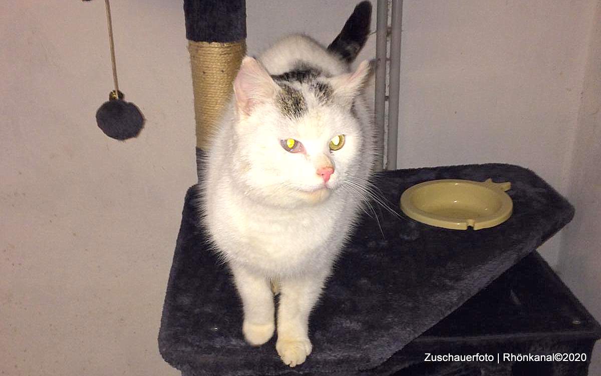 Kater Max ist wieder zu Hause in Kaltenwestheim