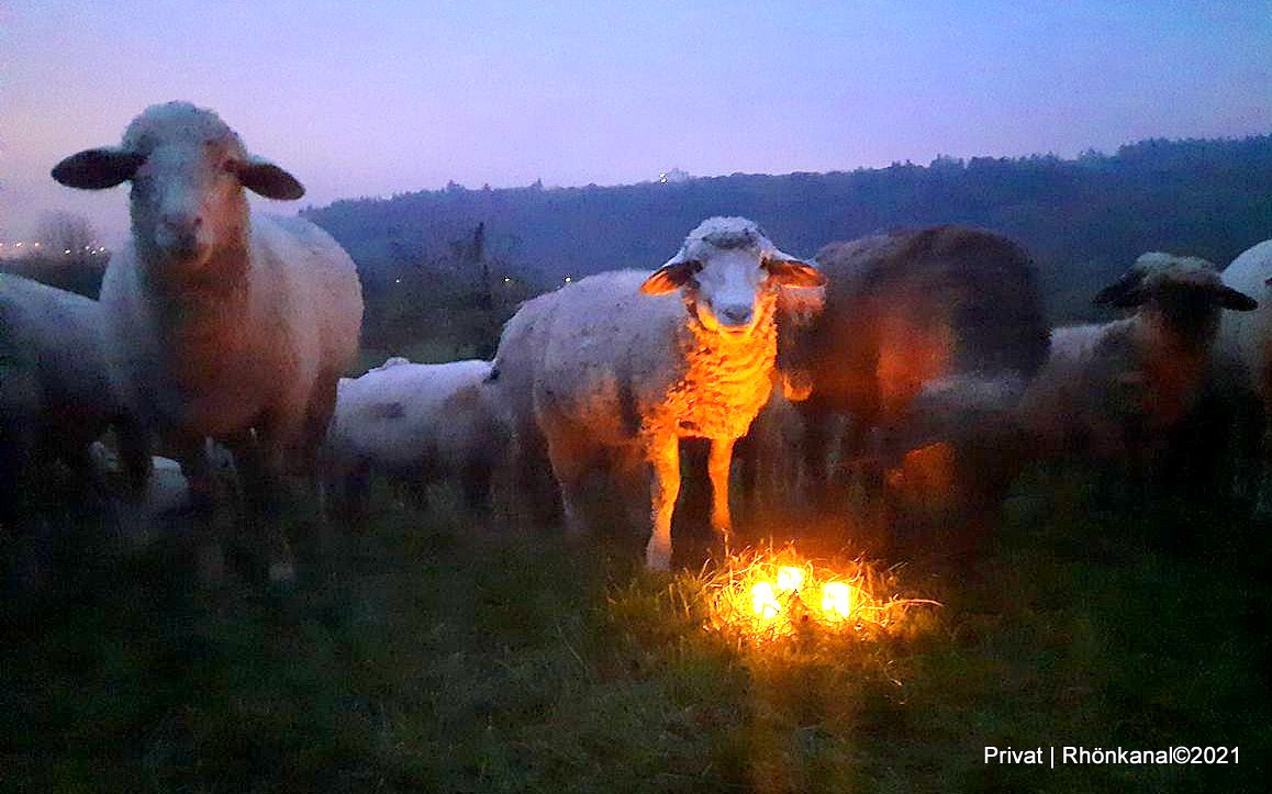 Landwirtin setzt Licht-Zeichen gegen das Vergessen – Protestaktion gegen  den Wolf – Rhönkanal, Schafe Videos Online